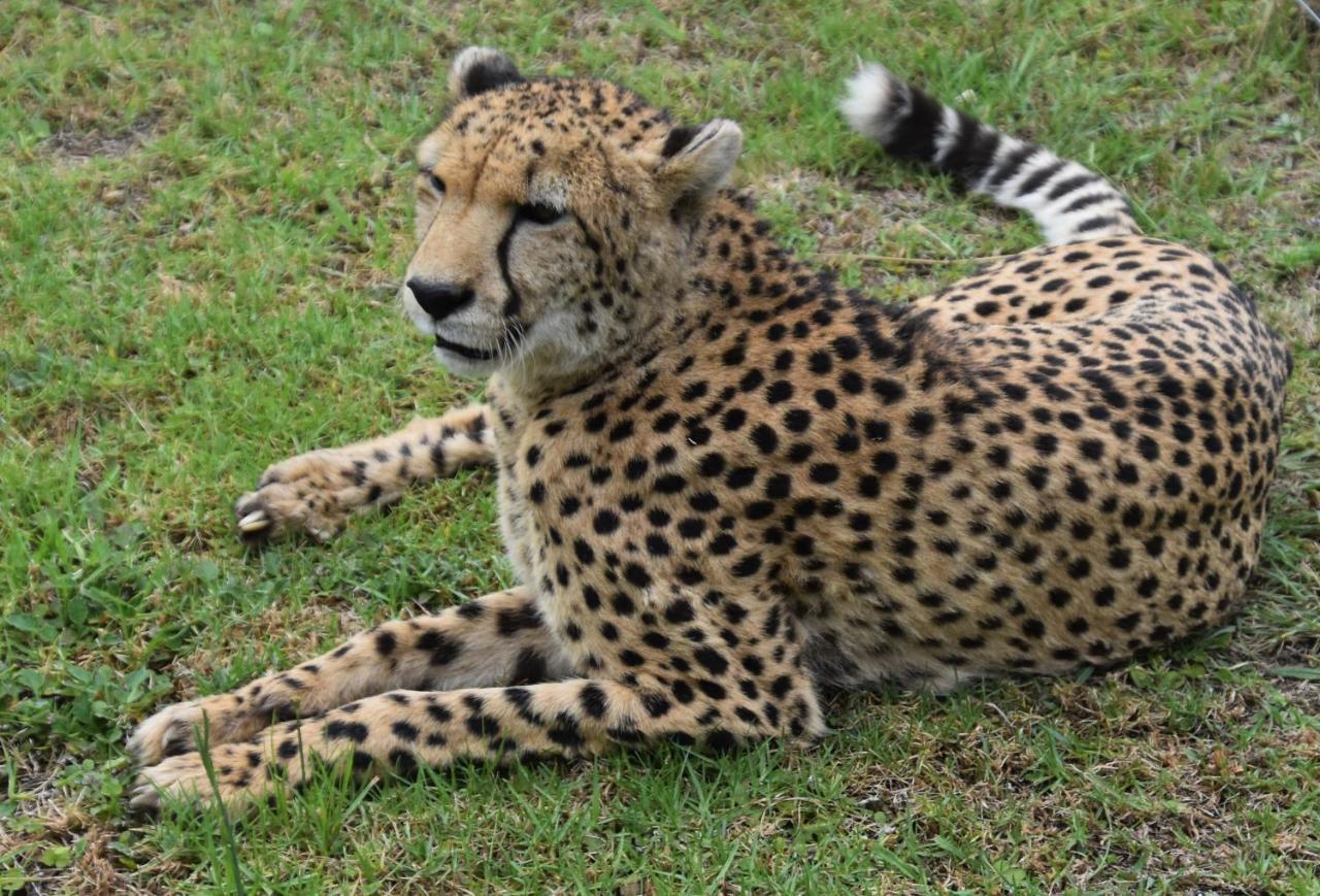 Tenikwa Wildlife Centre & Spa Plettenberg Bay Exterior foto